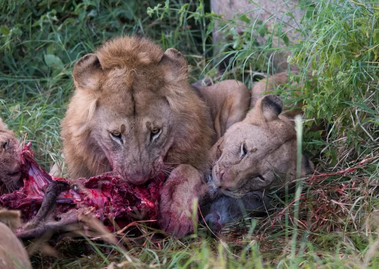 African-Safaris-14