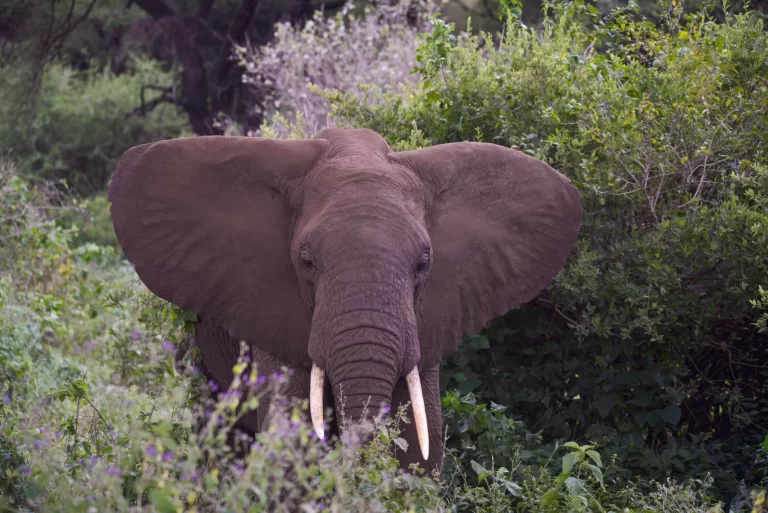 Arusha National Park