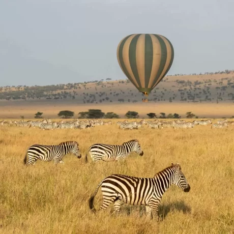 Balloon-and-Zebra