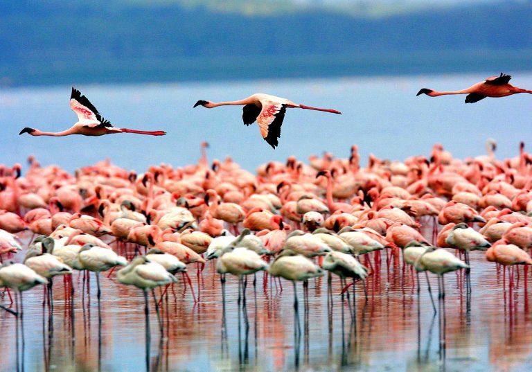 Flamongos-at-Lake-Manyara