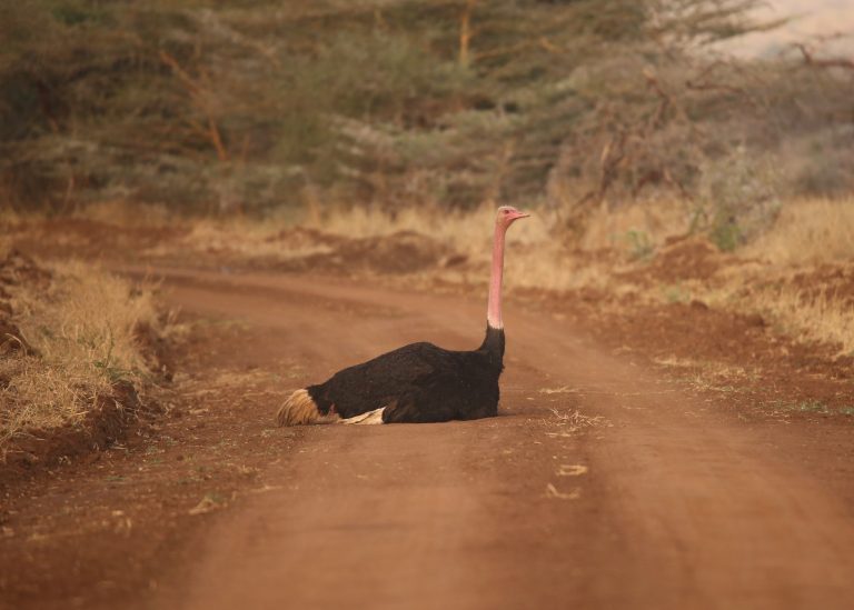 Ostrich Mkomazi