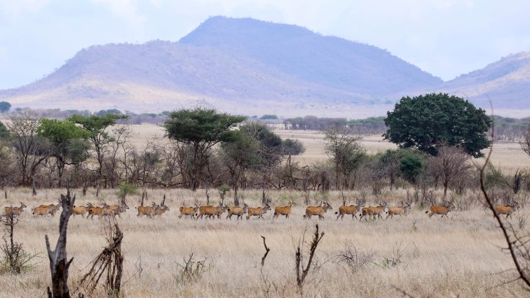 Eland Mkomazi