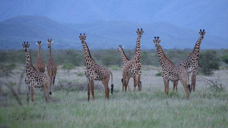Giraffes in Mkomazi