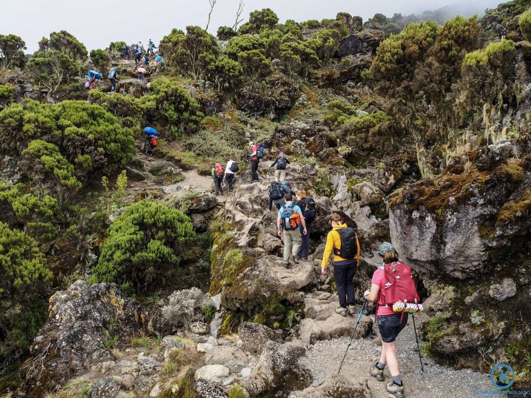 Kilimanjaro Hiking Adventure (9)