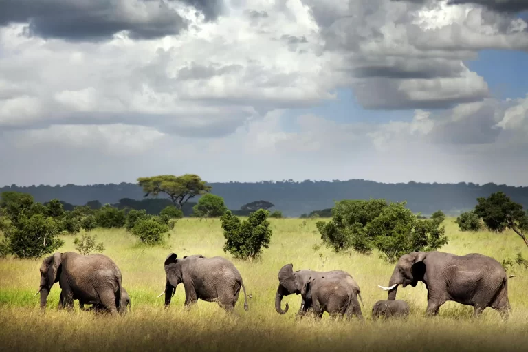 Ruaha-National-Park-scaled-1