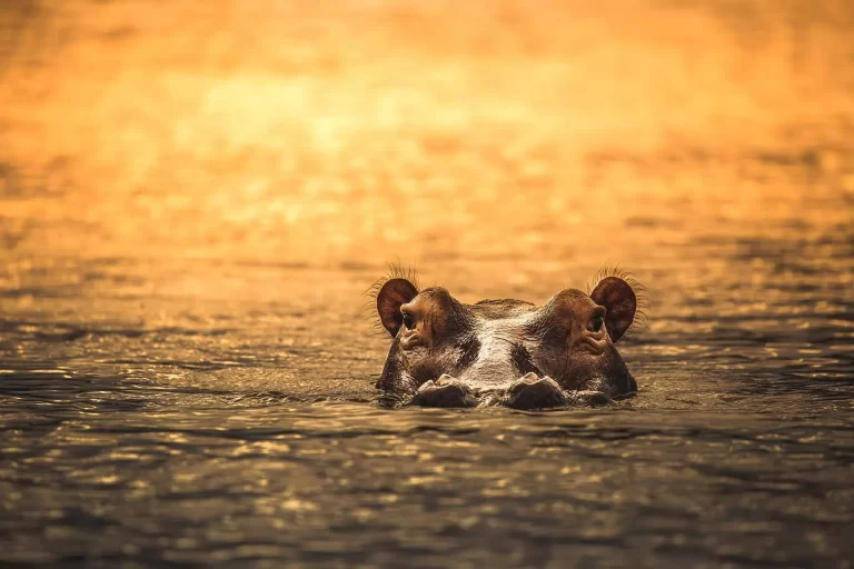 Southern-Tanzania-Safari