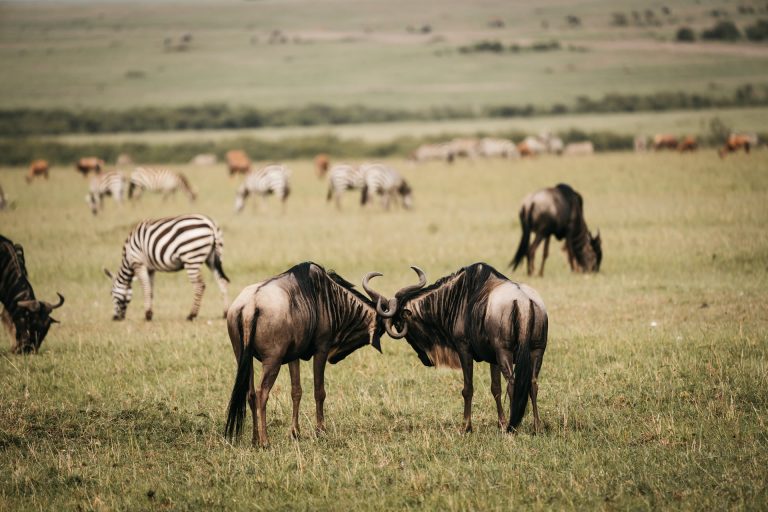 Tanzania-migration-safari-tours