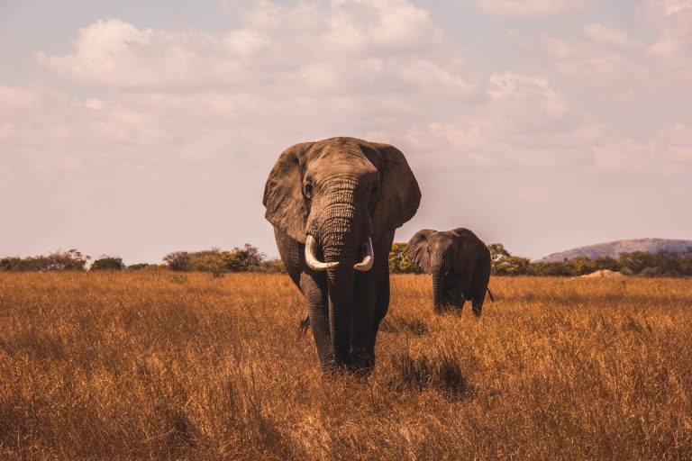 Wildlife Safari (13)