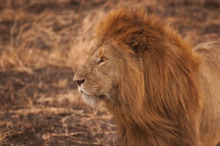 Wildlife Safari (14)