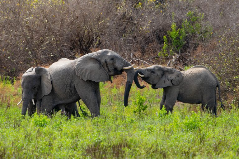 Wildlife Safari (16)