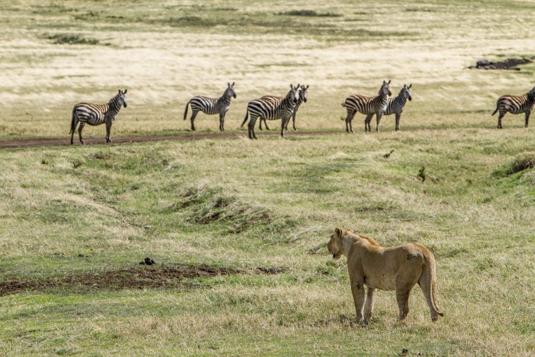 Wildlife Safari (18)