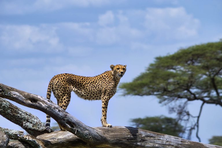 Wildlife Safari (2)