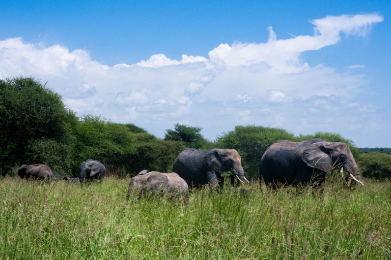Wildlife Safari (21)