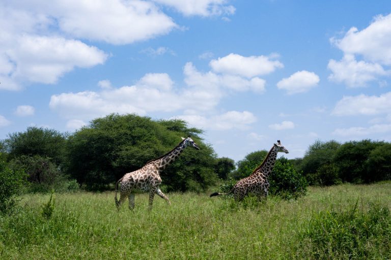 Wildlife Safari (22)