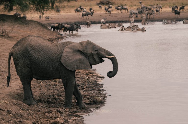 Wildlife Safari (29)