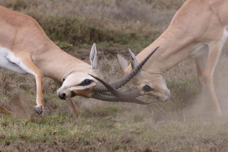 Wildlife Safari (39)