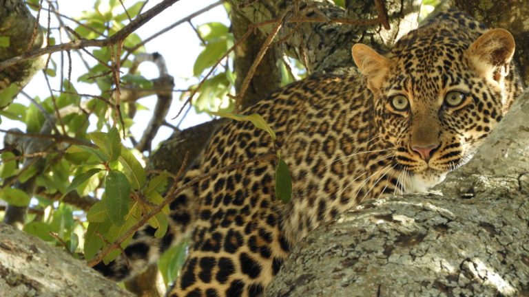 Wildlife Safari (41)