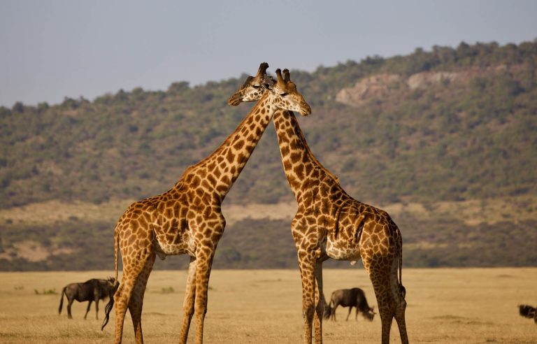 Wildlife Safari (43)