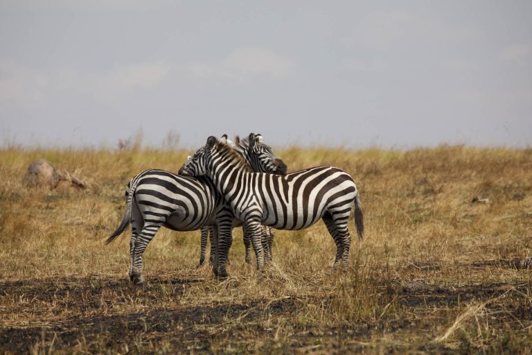 Wildlife Safari (44)