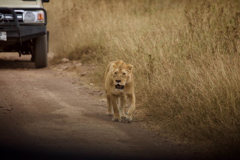 Wildlife Safari (45)