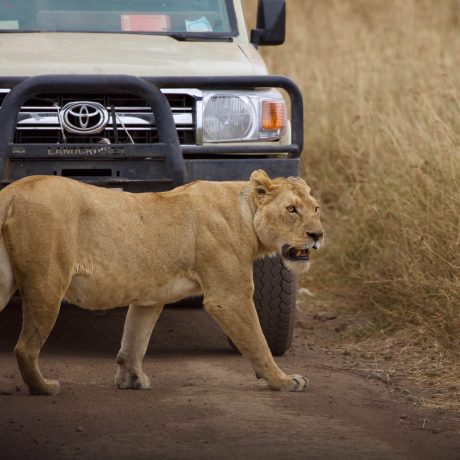 Wildlife Safari (47)
