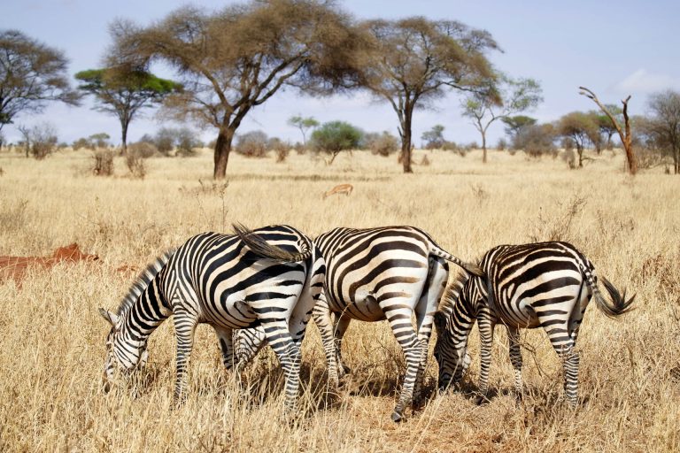 Wildlife Safari (5)
