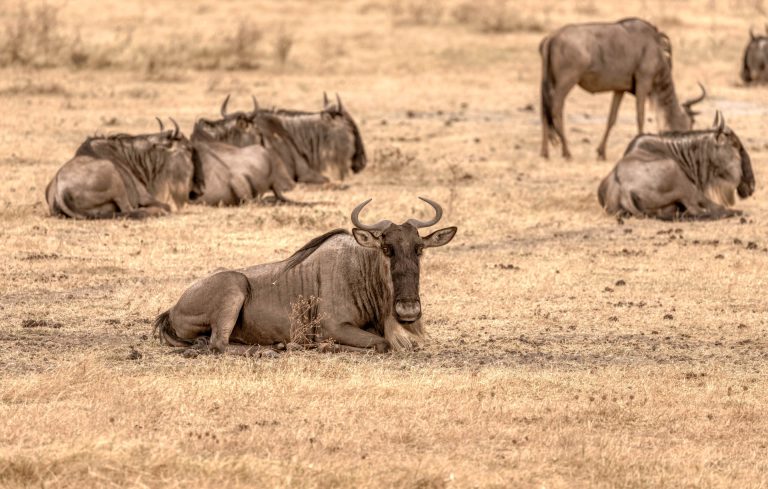 Wildlife Safari (50)
