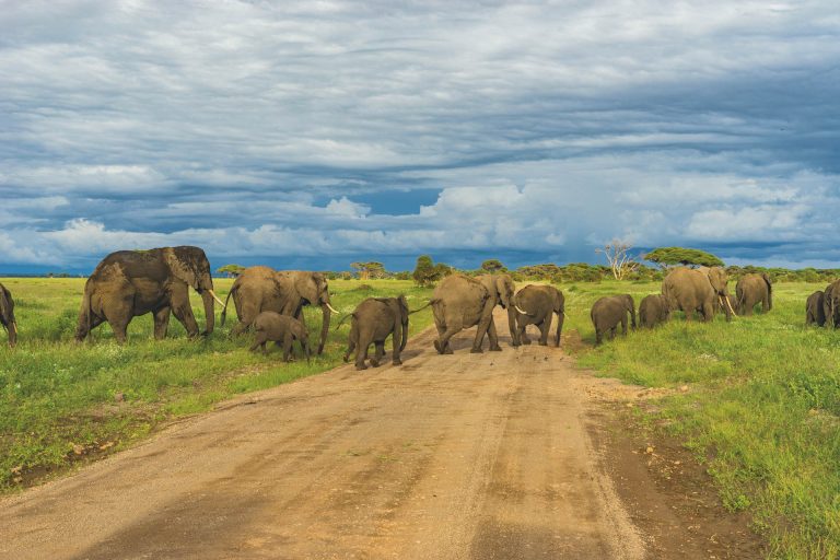 Wildlife Safari (54)