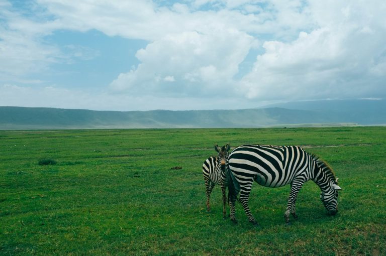 Wildlife Safari (9)