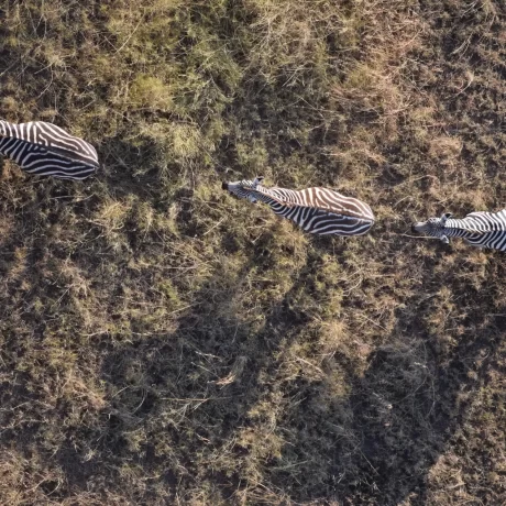 Zebra-from-Above