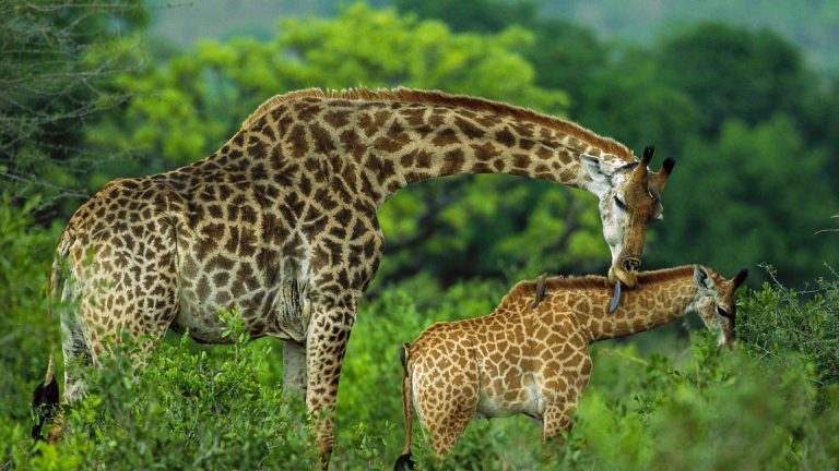 arusha-national-park-destinations-tanzania-maasai-wanderings-africa-giraffe