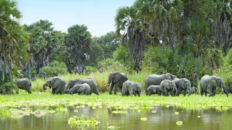 herd-of-elephants-and-water-selous