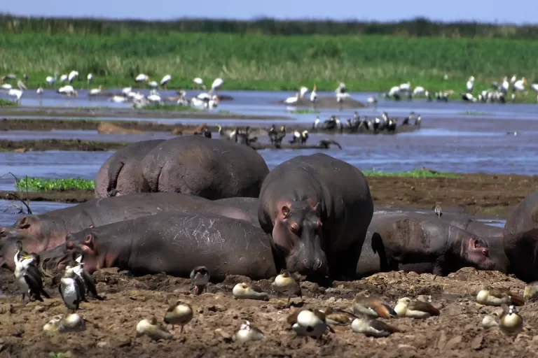 lake-manyara-2