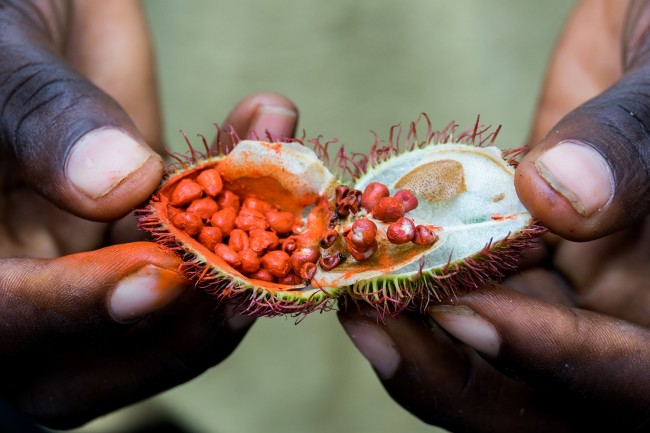open_achiote_seed_pod_from_the_urucum_tree_used_as_natural_lipstick_on_the_spice_tour_in_zanzibar_tanzania
