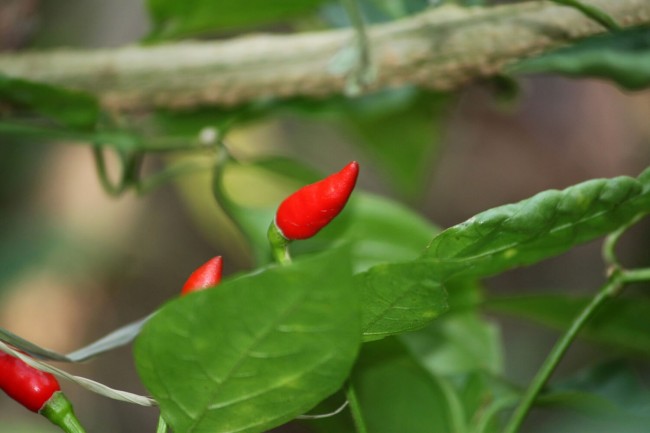 spice__1_